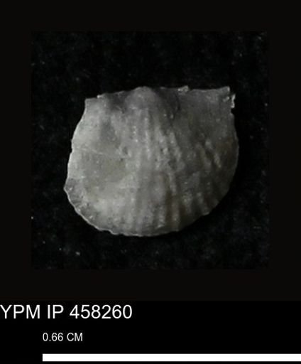 Chonetes mucronatus