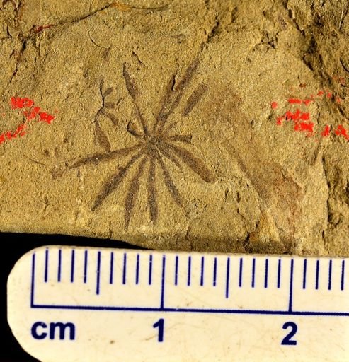 Annularia sp.