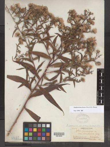Symphyotrichum firmum