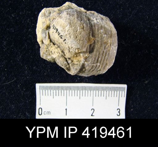 Dictyoclostus?
