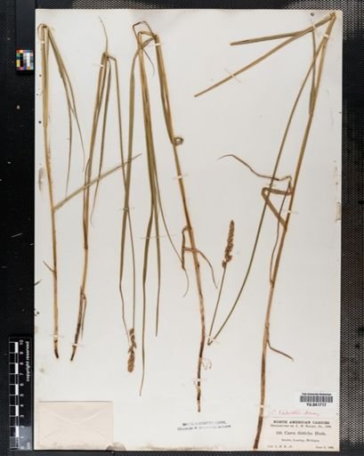 Carex