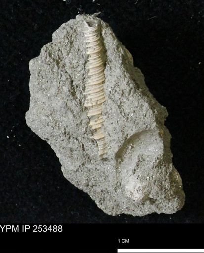 Turritella tippana