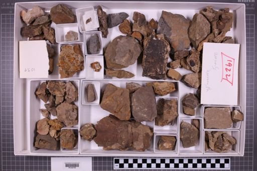 mixed taxa, stratigraphic collection