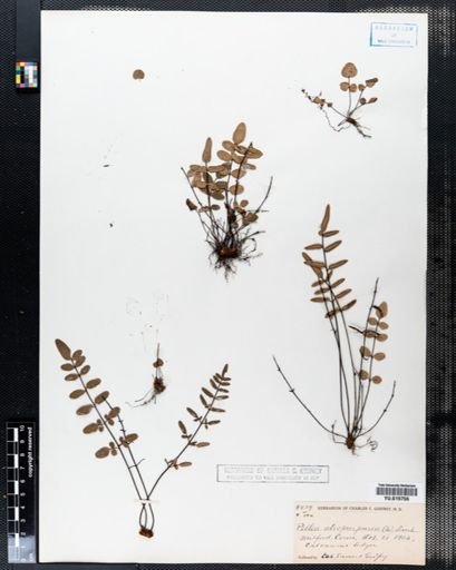Pellaea atropurpurea
