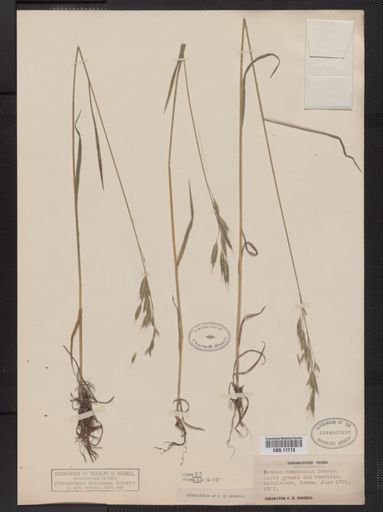 Bromus commutatus