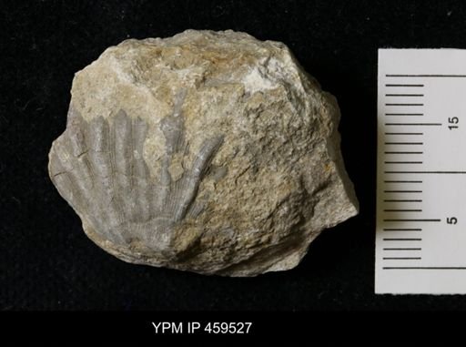 Meekella striatocostata