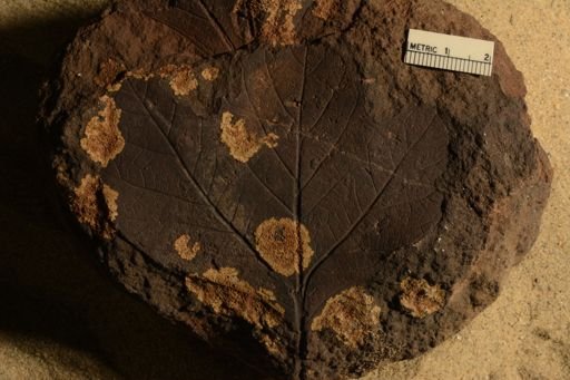 Sassafras cretaceum