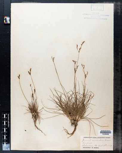 Juncus secundus