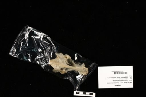 Urophycis