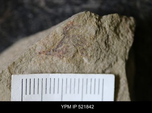 undet. Graptolithina