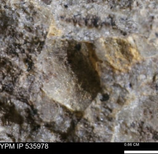 Goniobasis tenuicarinata
