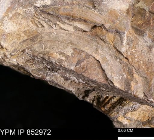 Inoceramus? acutiplicata