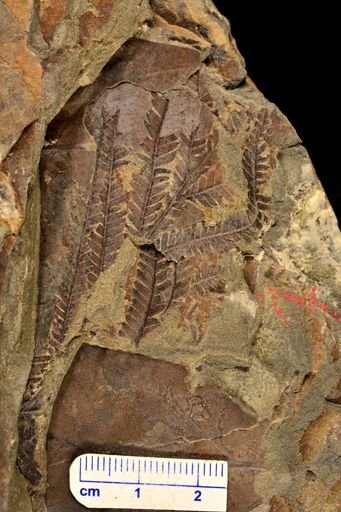 Lepidodendron sp.