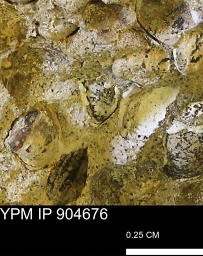 undet. Mollusca