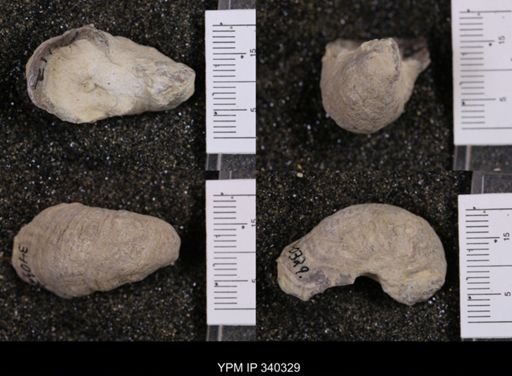Gryphaea marcoui