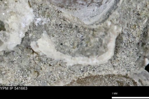 Protocardia subquadrata