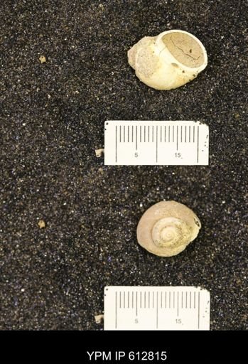 Vanikoropsis sp.