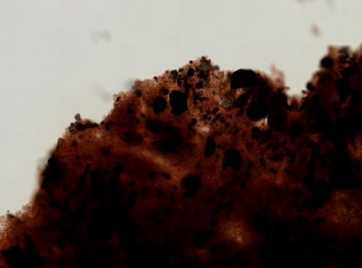 cf. Ianthella