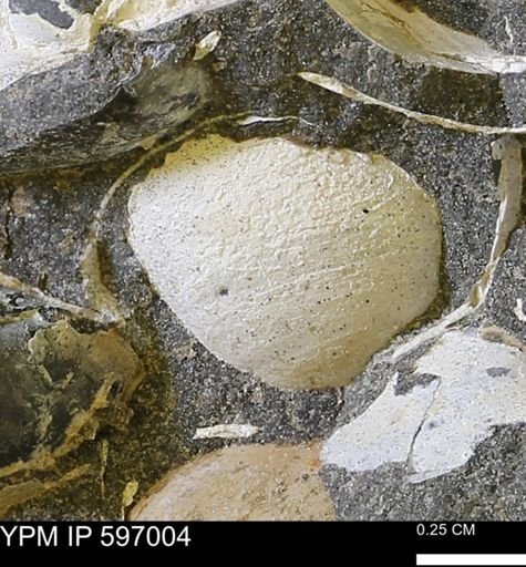undet. Bivalvia