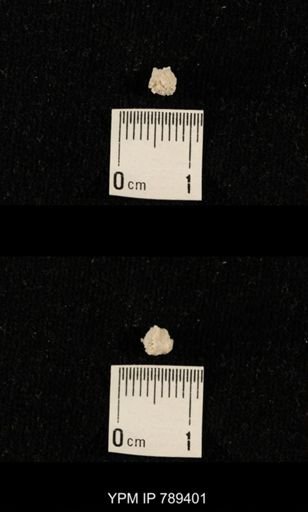 undet. Bryozoa