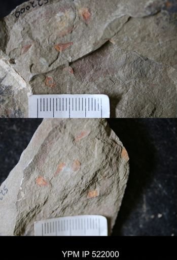 undet. Hyolithida