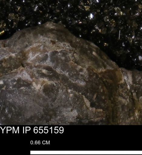 Protocardia