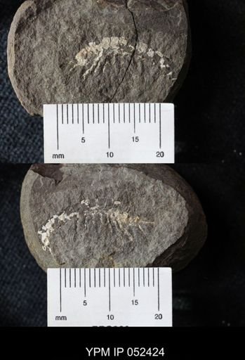 Acanthotelson stimpsoni