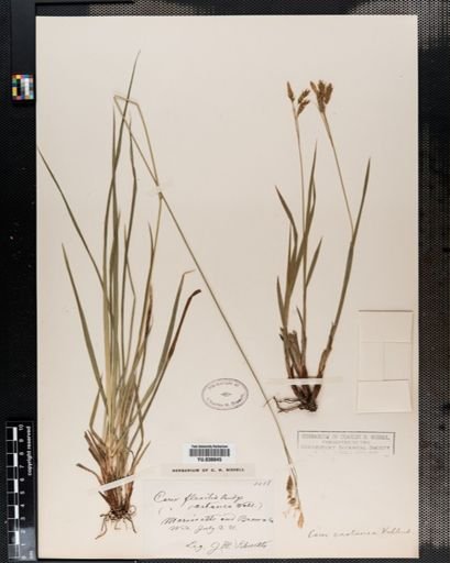 Carex