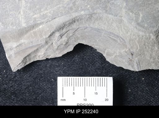 undet. Eurypterida