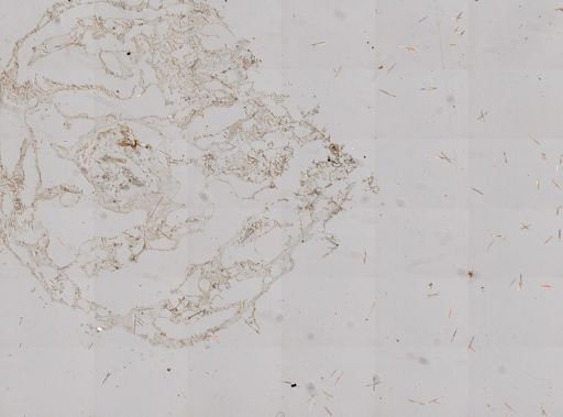 Lissodendoryx isodictyalis