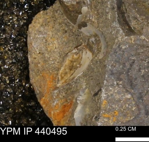 Protocardia subquadrata
