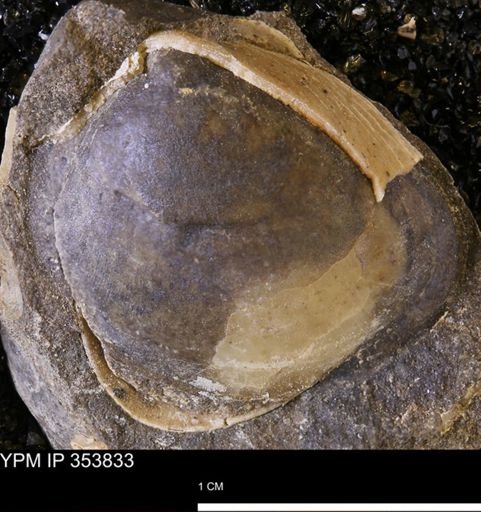 Limopsis striatopunctatus