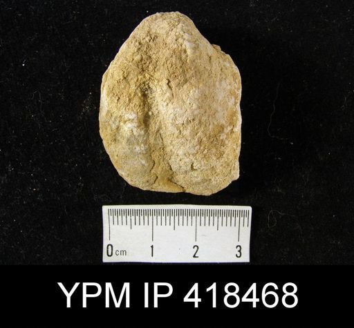 undet. Echinoconchidae
