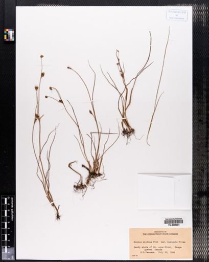 Juncus alpinus