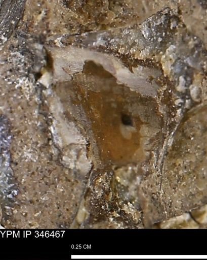 undet. Mollusca