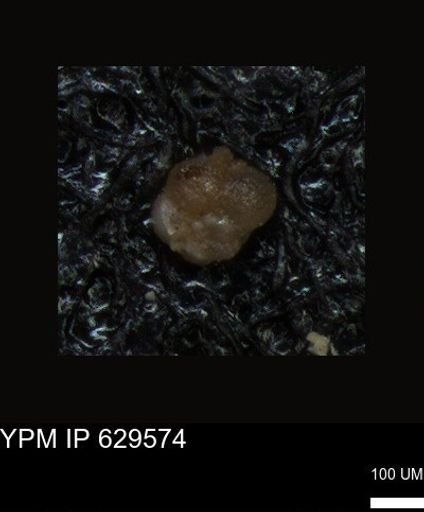 undet. Foraminiferida