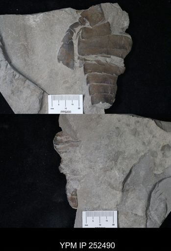 undet. Eurypterida
