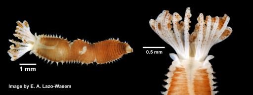 Parasabella microphthalma