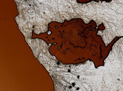 Sphaeroma quadridentatum