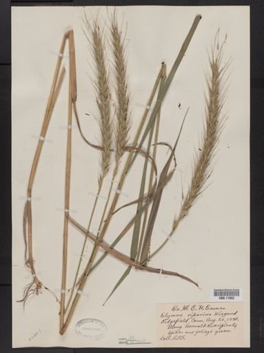Elymus riparius