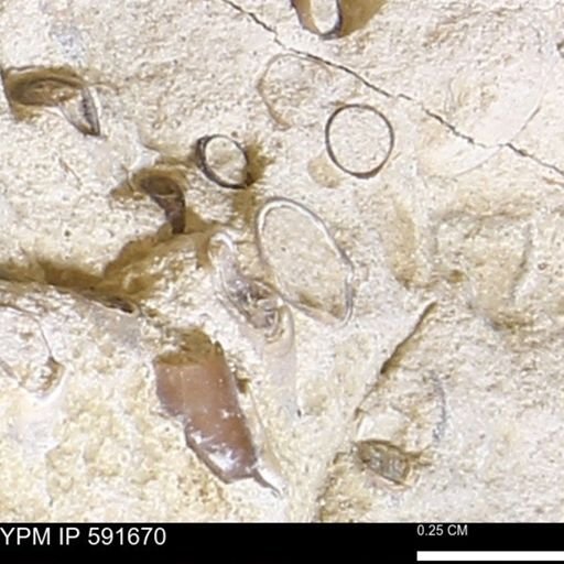 Serpulidae