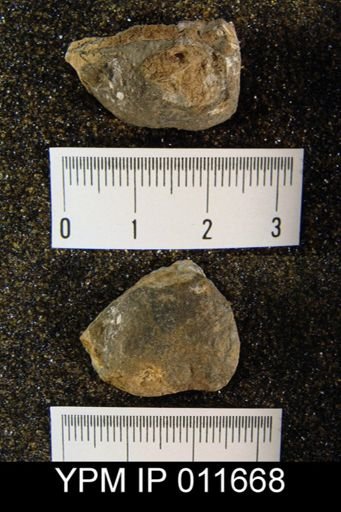 Waagenoconcha montpelierensis