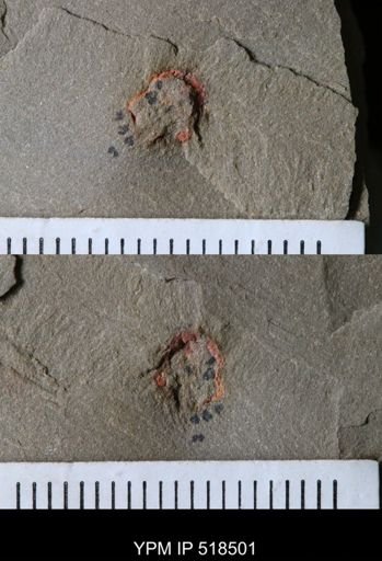 undet. Ichnofossil