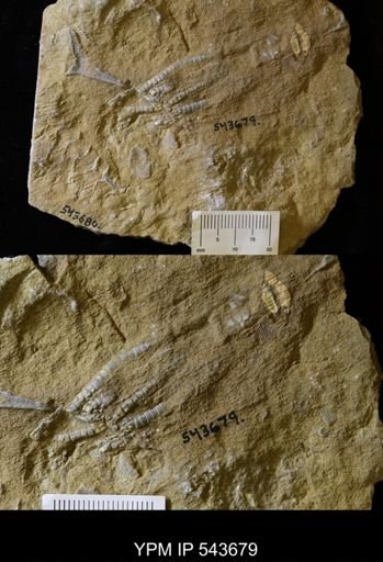 undet. Crinoidea
