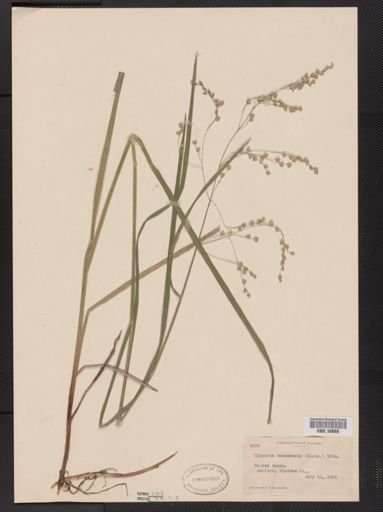 Glyceria canadensis