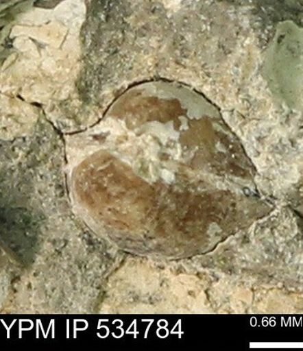 Protocardia subquadrata