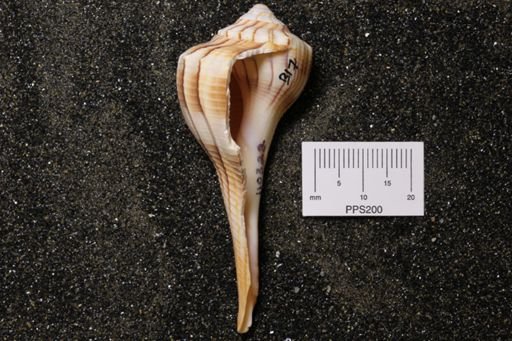 Sinistrofulgur perversum