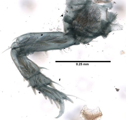 Synapseudes erici