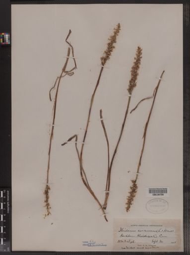 Spiranthes cernua