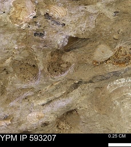 undet. Mollusca